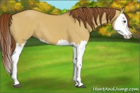 Horse Color:Red Dun Splash 