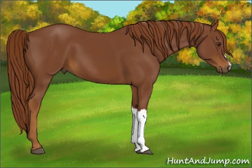 Horse Color:Chestnut 