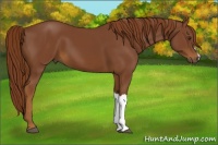 Horse Color:Chestnut 