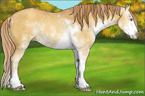 Horse Color:Gold Champagne Sabino 