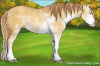 Horse Color:Gold Champagne Sabino 