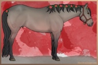 Horse Color:Buckskin Dun 