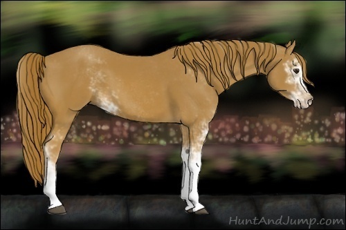 Horse Color:Chestnut Sabino