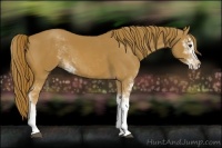 Horse Color:Chestnut Sabino 