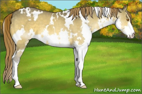 Horse Color:White Spotted Buckskin Dun Splash Appaloosa