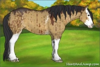 Horse Color:White Spotted Brown Dun Splash 