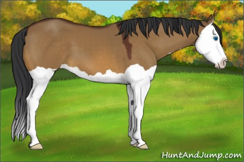 Horse Color:Bay Dun Splash 