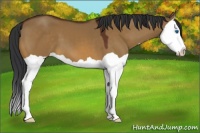Horse Color:Bay Dun Splash 