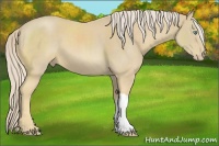 Horse Color:Cremello 