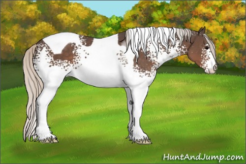 Horse Color:White Spotted Silver Black Tobiano 