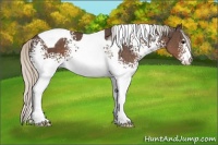 Horse Color:White Spotted Silver Black Tobiano 