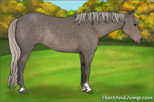 Horse Color:Silver Black Sabino Rabicano