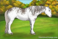 Horse Color:White Spotted Silver Black Sabino 