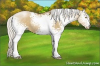 Horse Color:White Spotted Silver Grullo Pearl Sabino Rabicano
