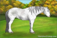 Horse Color:White Spotted Black Sabino 