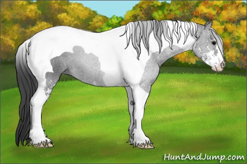 Horse Color:Black Sabino Tobiano 