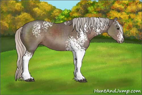 Horse Color:White Spotted Silver Black 