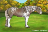 Horse Color:White Spotted Silver Black