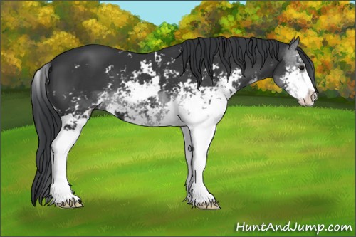 Horse Color:Black Sabino