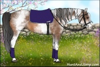 Horse Color:White Spotted Buckskin 