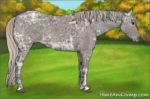 Horse Color:Silver Black Ice 