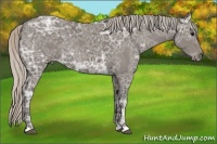 Horse Color:Silver Black Ice 