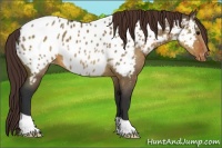 Horse Color:Brown Dun Appaloosa 