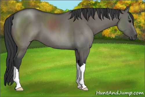 Horse Color:Grullo