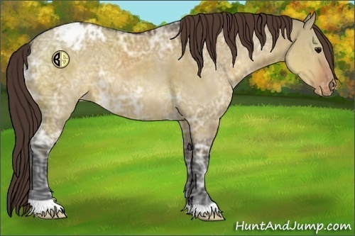 Horse Color:Brown Ice Dun Appaloosa 