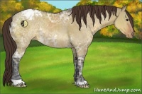 Horse Color:Brown Ice Dun Appaloosa 