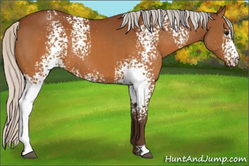 Horse Color:White Spotted Silver Brown 