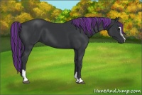 Horse Color:Painted Black Sabino 