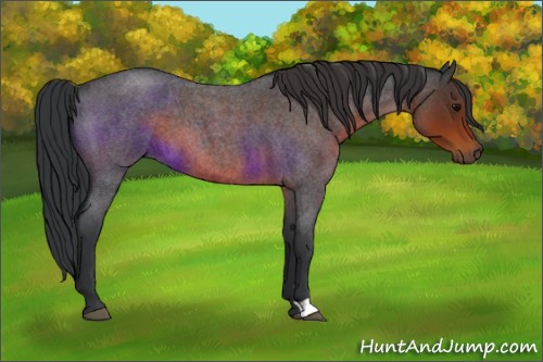 Horse Color:Brown Roan 