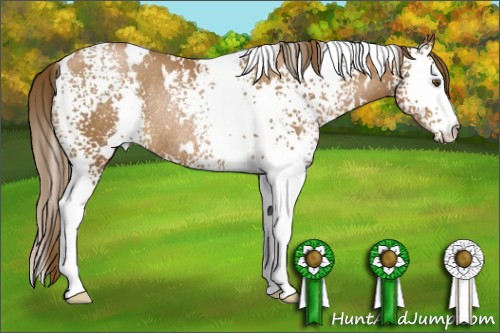 Horse Color:White Spotted Brown Pearl Rabicano