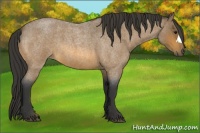 Horse Color:Buckskin Roan 