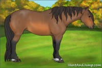 Horse Color:Buckskin Roan 