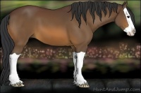 Horse Color:Bay Splash 