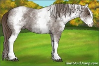 Horse Color:White Spotted Liver Red Roan 