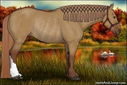 Horse Color:Red Dun Rabicano 