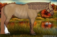 Horse Color:Red Dun Rabicano