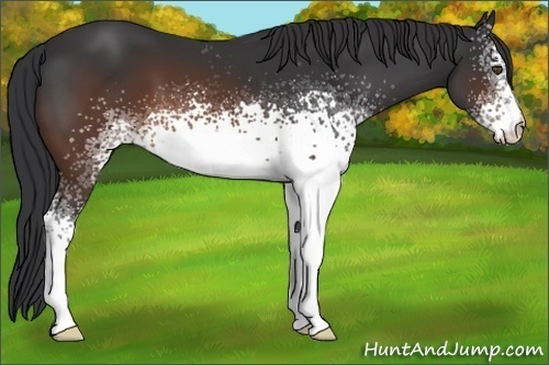 Horse Color:White Spotted Brown