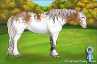 Horse Color:White Spotted Silver Bay Rabicano
