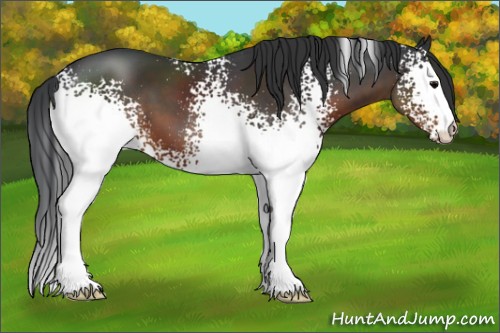Horse Color:White Spotted Brown 