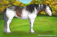 Horse Color:White Spotted Brown 
