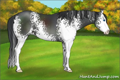 Horse Color:White Spotted Black Sabino Splash