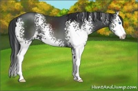 Horse Color:White Spotted Black Sabino Splash 