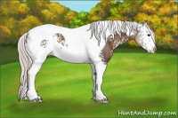 Horse Color:White Spotted Silver Black Tobiano