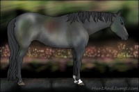 Horse Color:Black Sabino Rabicano