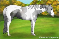 Horse Color:Black Sabino Tobiano