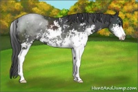 Horse Color:Black Sabino Rabicano 